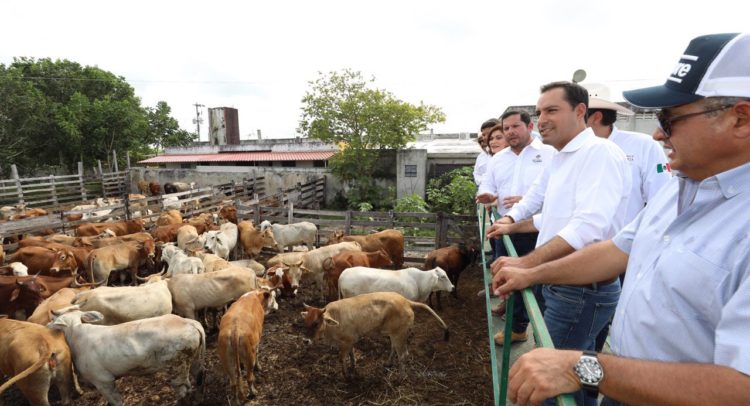 Impulsan la producción ganadera Punto Medio