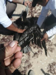 "Muni" del Ayuntamiento de Progreso atiende reporte y activa rescate a pelícano en Chelem