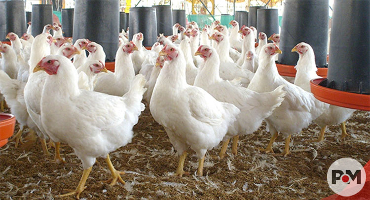Identifican dos focos de influenza aviar en México
