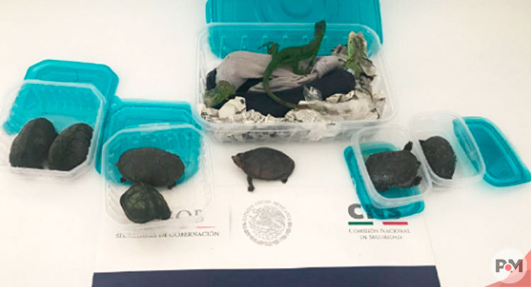Hallan tortugas e iguanas en una caja de paquetería - Punto Medio