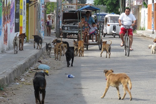 perros ticul