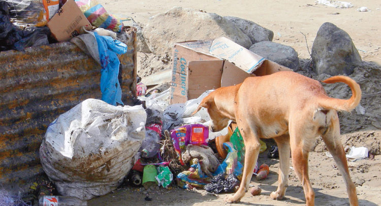 Hacen Un Llamado De Atención Para Atender Problema De Perros Callejeros ...