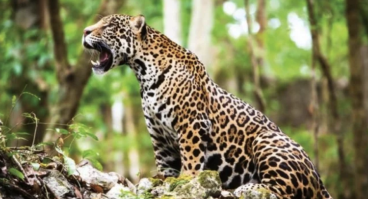 Cinco jaguares y cinco ocelotes son fotografiados en Cancún – Punto Medio