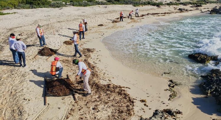 Cozumel fomenta la cultura de respeto hacia la flora y fauna – Punto Medio