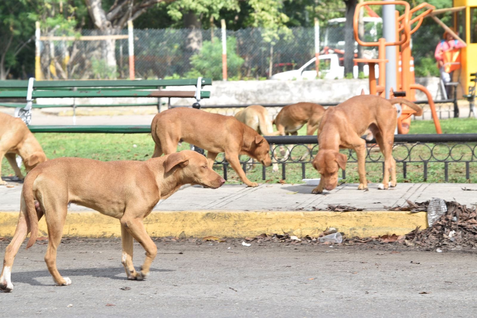 Perpópolis Y Cinco Patas Realizan Acciones De Esterilización De Perros