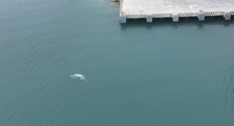 Ballena muerta en el muelle de Progreso, Yucatán